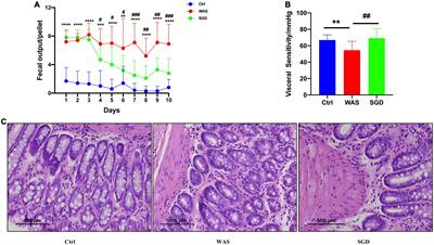 Metagenomics and metabolomics analysis to investigate the effect of Shugan decoction on intestinal microbiota in irritable bowel syndrome rats